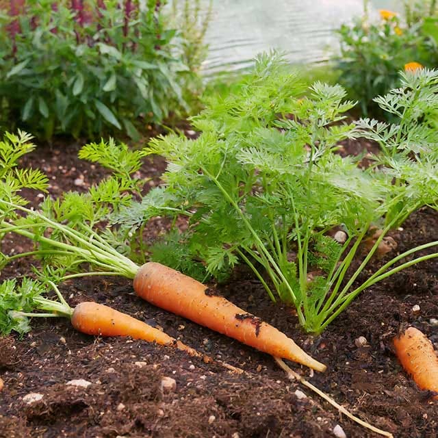 Firefly carottes en train de pousser et plantees dans un jardin 67915