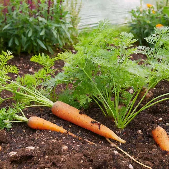 Firefly carottes en train de pousser et plantees dans un jardin 67915