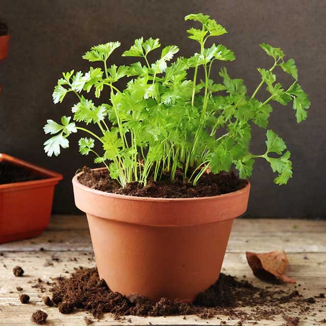 Firefly cerfeuil dans un pot de terreau 22369 1