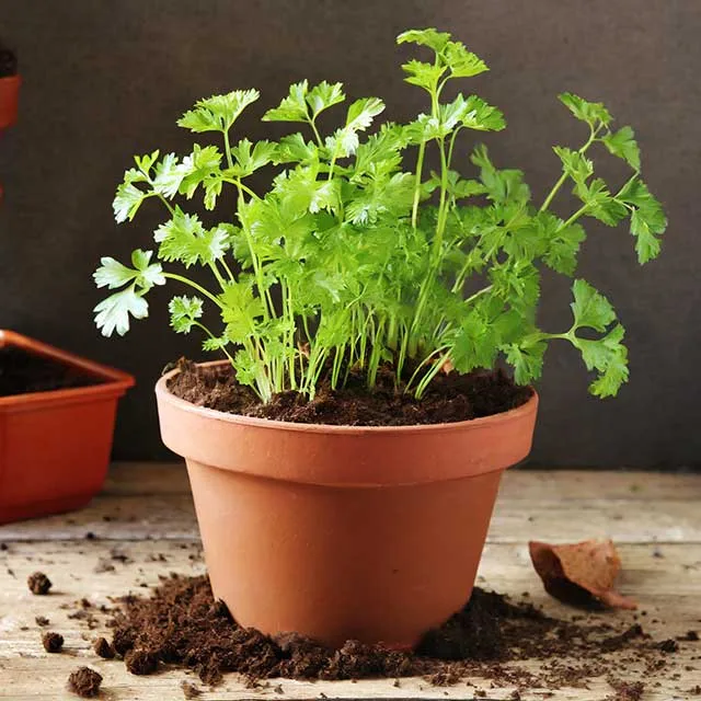 Firefly cerfeuil dans un pot de terreau 22369 1