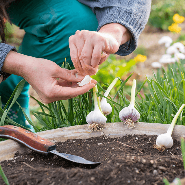 Firefly comment planter de lail 27302