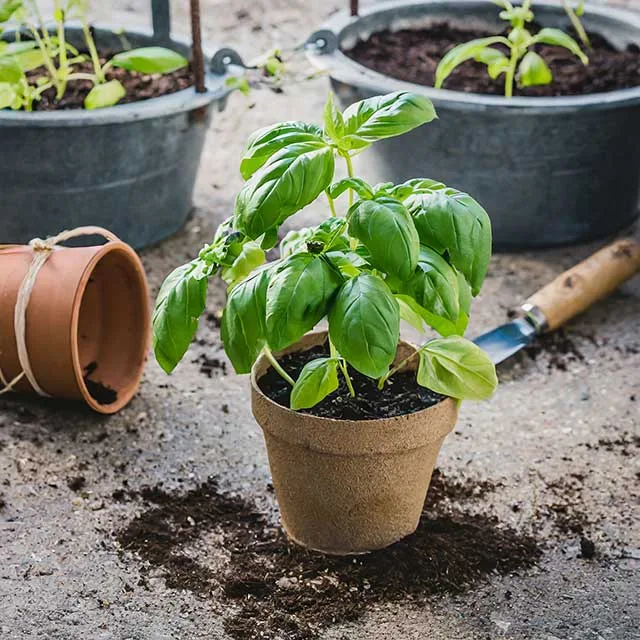 Firefly pied de basilic en pleine terre et en pot 11047