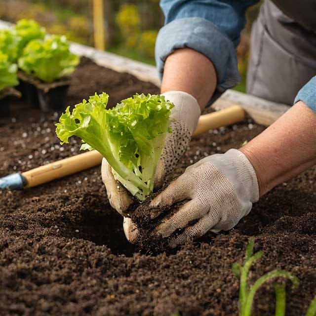 Firefly repiquer des pousse de salade frisee dans le jardin 81743