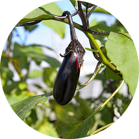 aubergine
