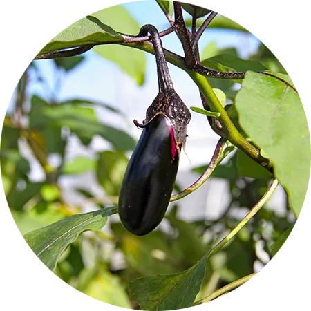 aubergine