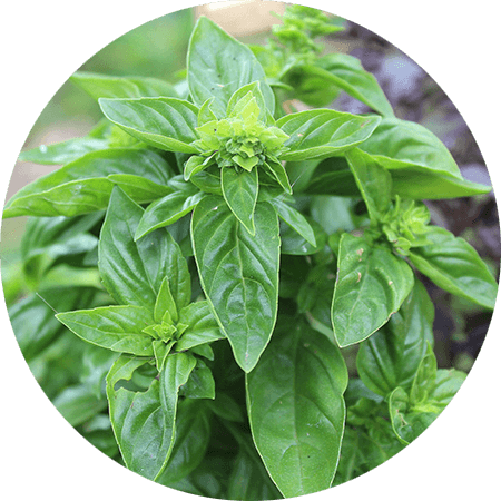 basilic 1