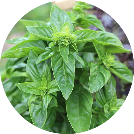 basilic 1