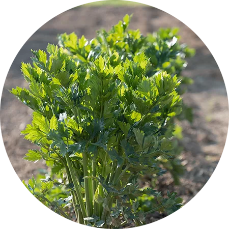 celeri