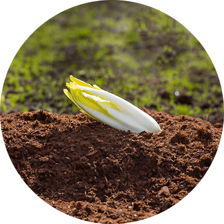 chicoree endive