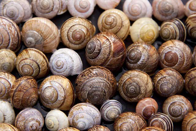escargot