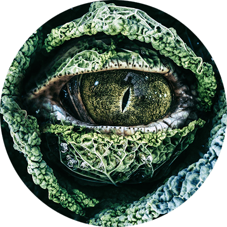 chou frise