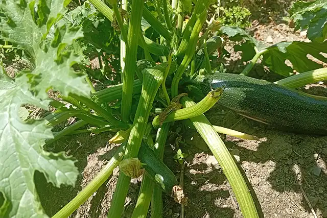 Les différentes familles de courges 01
