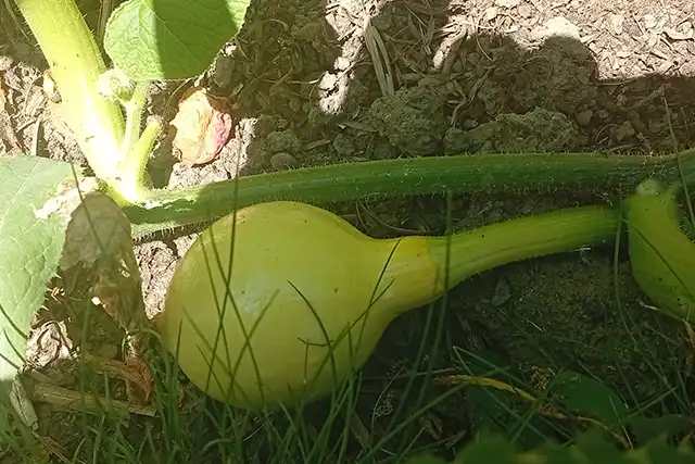 Les différentes familles de courges 02