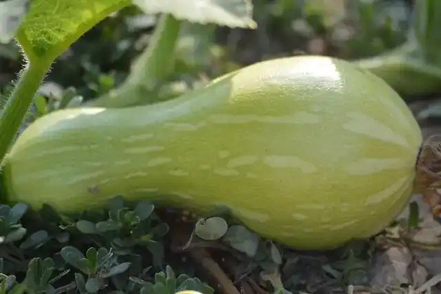 Les différentes familles de courges 03