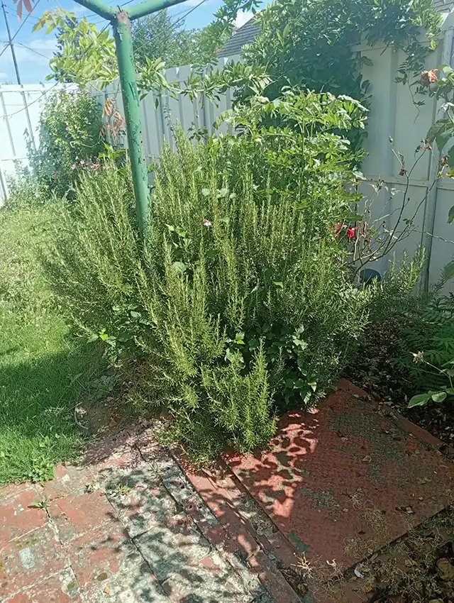 Où planter le romarin