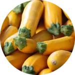 Tableau des variétés de courges hybrides