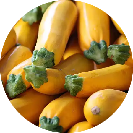 Tableau des variétés de courges hybrides