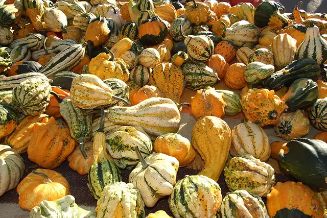 Tableau des variétés de courges