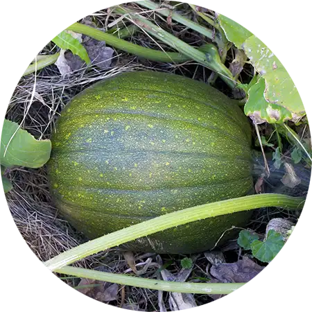 Tableau variétés courges Fig Leaf & Mixta