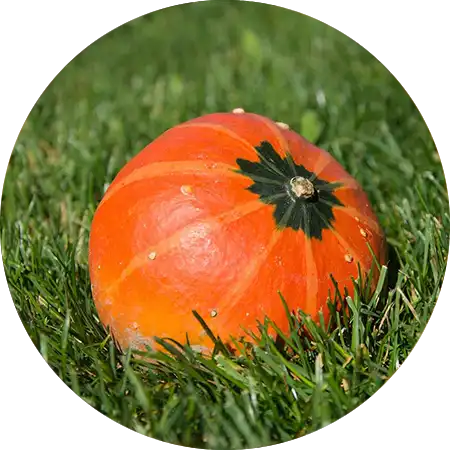 Tableau variétés courges Maxima​