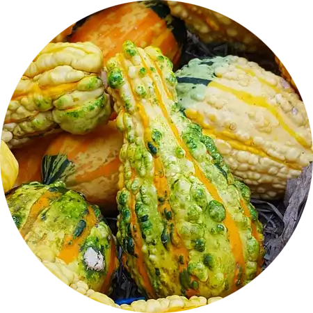 Tableau variétés courges ornementales non comestibles