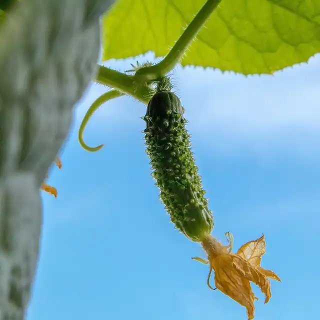 cornichons varietes
