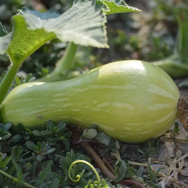 courges comment cultiver culture