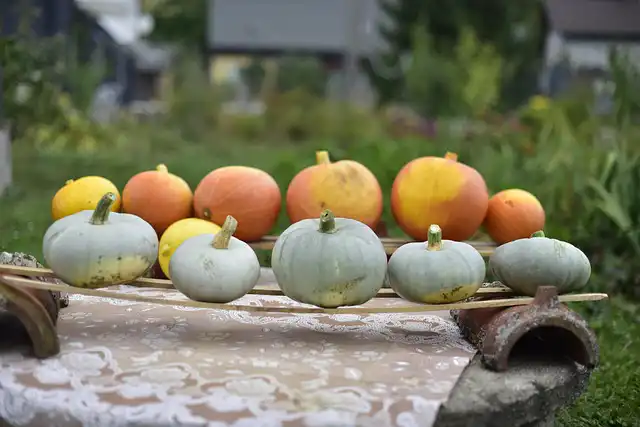 courges varietes 02