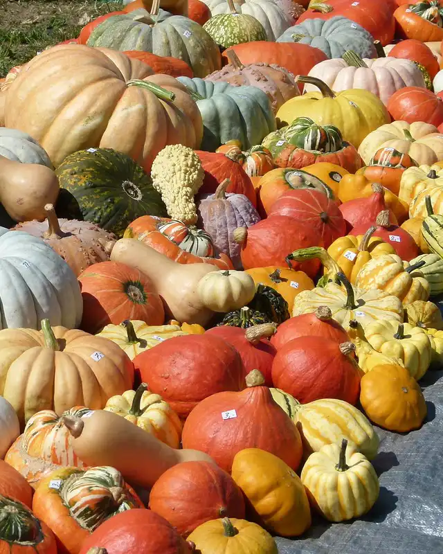 courges varietes