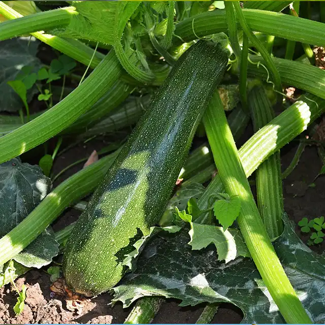 courgettes comment cultiver culture