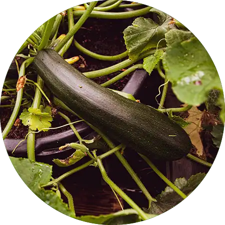 courgettes comment cultiver vignette