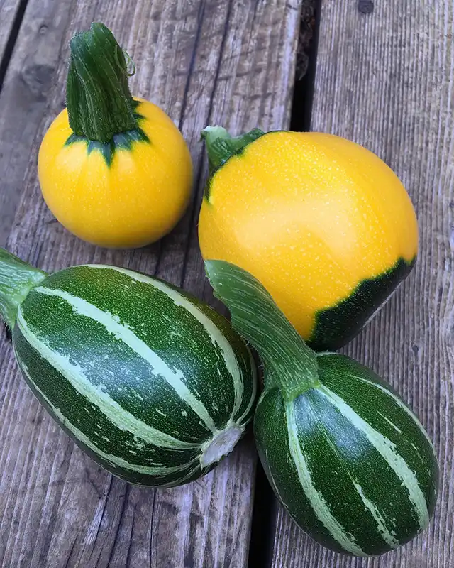 courgettes varietes