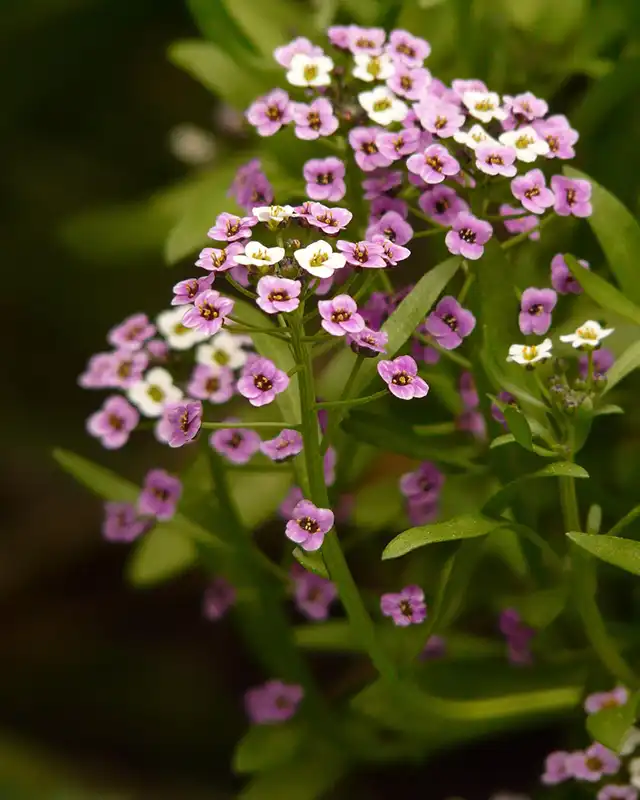 cresson varietes