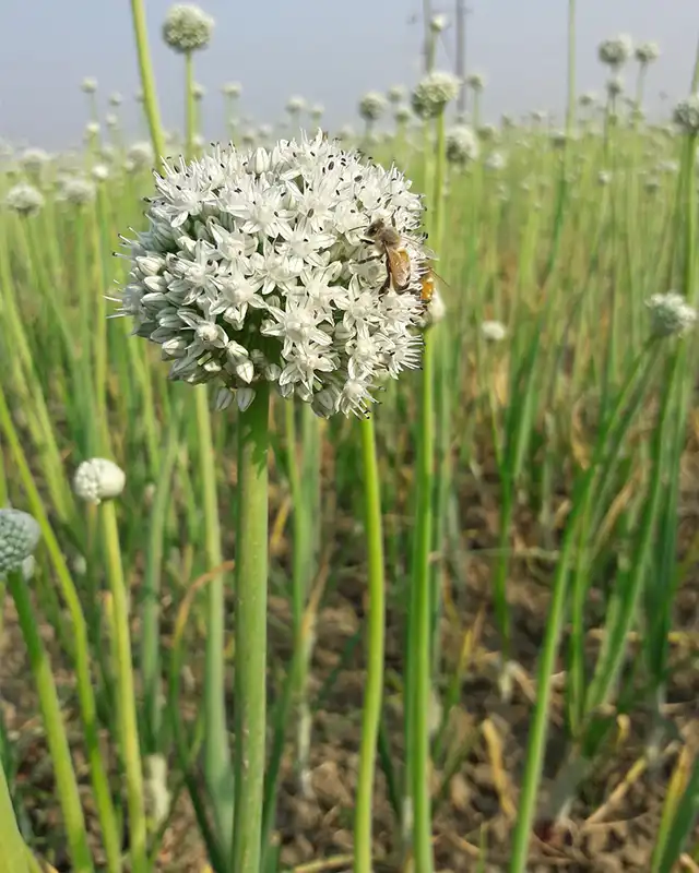 echalote varietes
