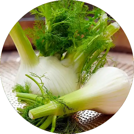 fenouil comment cultiver vignette
