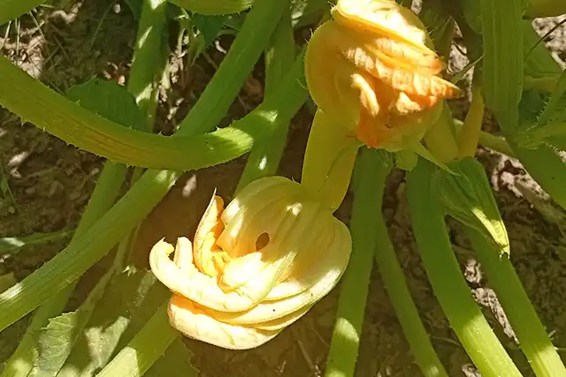 fleur femelle courge