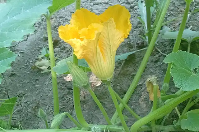 fleur male courge