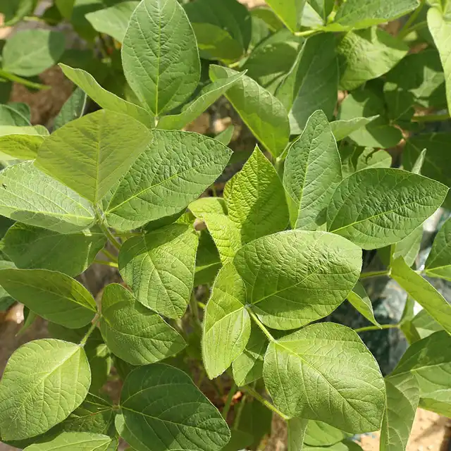 haricots comment cultiver culture