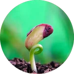 haricots comment cultiver vignette