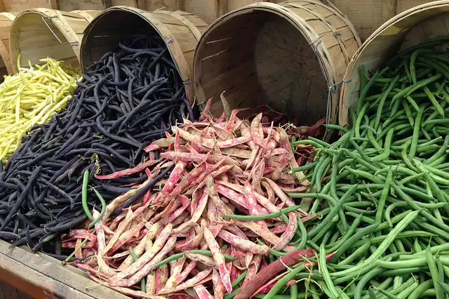 haricots varietes 01