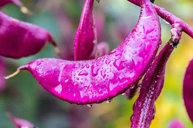 haricots varietes 03