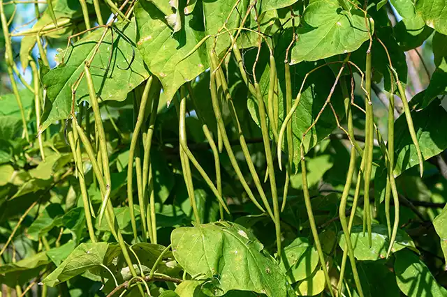 haricots varietes 04