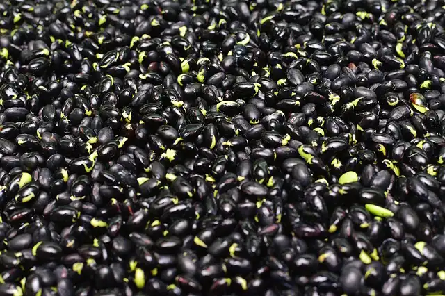 haricots varietes 05
