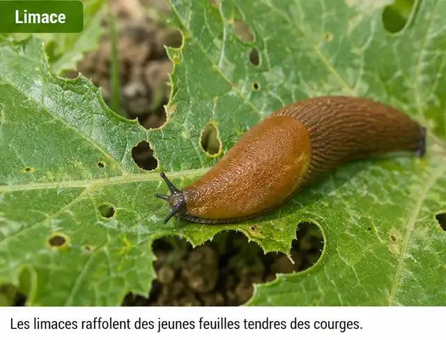 limaces courges