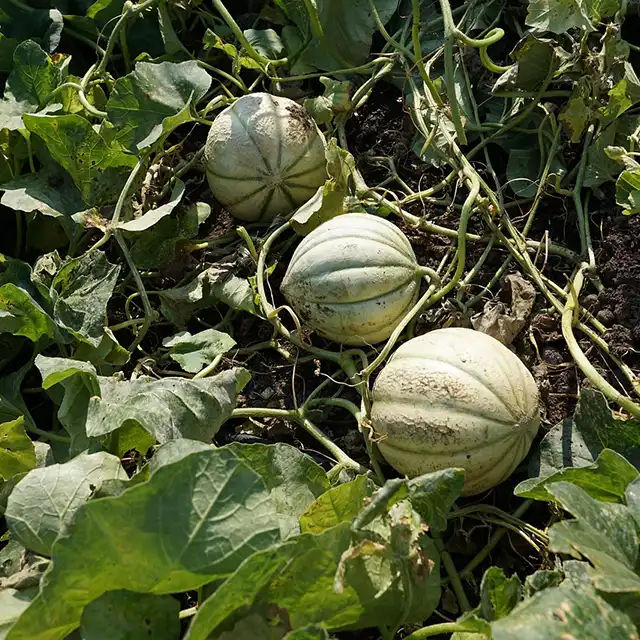 melons comment cultiver culture