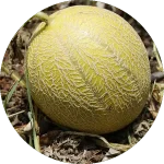 melons comment cultiver vignette