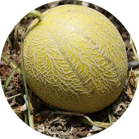 melons comment cultiver vignette