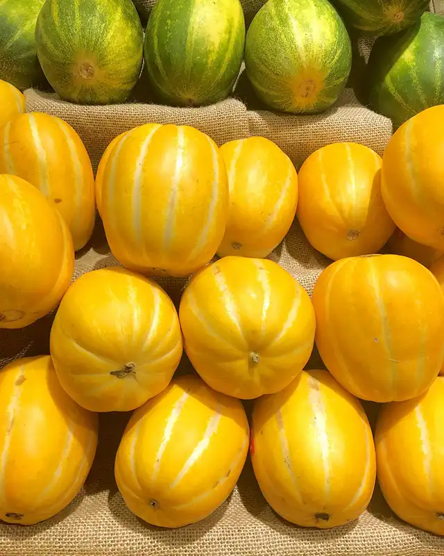 melons varietes