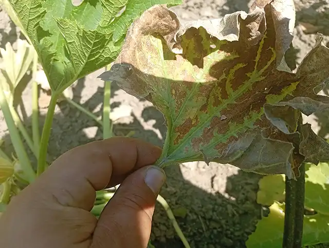 mildiou feuille de courge