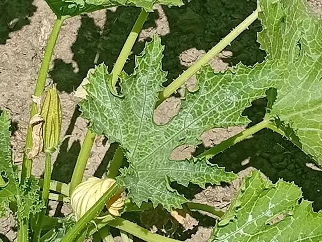 odium feuille de courge